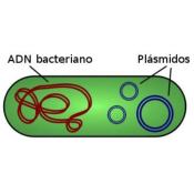 EXTRACCION ADN BACTERIANO KIT 25 EXTRAC. "BIOTED