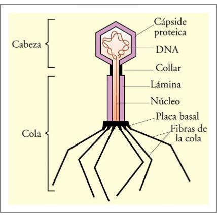 DETERMINACION DE UN MAPA DE UN PLASMIDO CON ENZIMA DE RESTRICCION 4 PRACTICAS "BIOTED