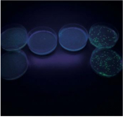 TRANSFORMACION DE E.COLI CON PROTEINAS FLUORESCENTES VERDES10 GRUPOS "BIOTED