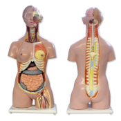 TORSO HUMANO BISEXO CON ESPALDA ABIERTA 27 PARTES 85 CM.