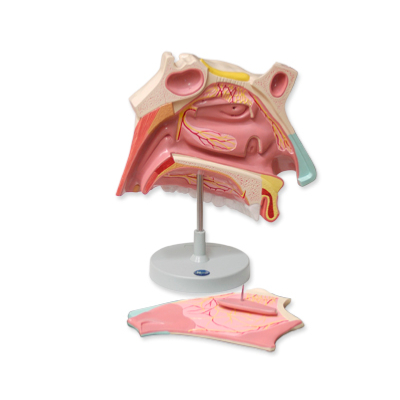 CAVIDAD NASAL 2 PARTES MODELO DE ANATOMIA