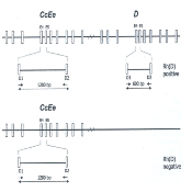 DETERMINACION DEL FACTOR RH POR PCR 25 ALUMNOS "BIOTED