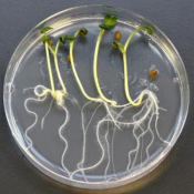 EVALUACION EL IMPACTO DE LA POLUCION EN EL MEDIO AMBIENTE 10 GRUPOS "BIOTED