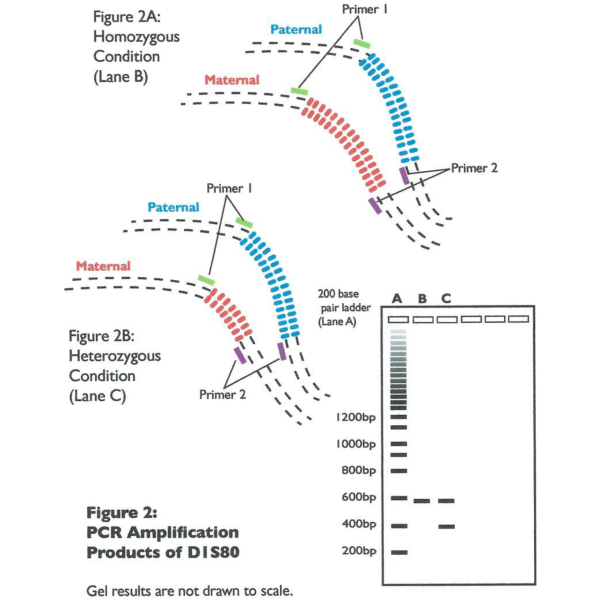 ESTUDIO DE POLIMORFISMOS HUMANO VNTR POR PCR 25 ALUMNOS "BIOTED