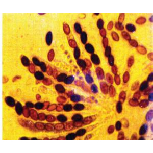 DIVISION CELULAR, MITOSIS Y MELOSIS KIT 10 GRUPOS "BIOTED