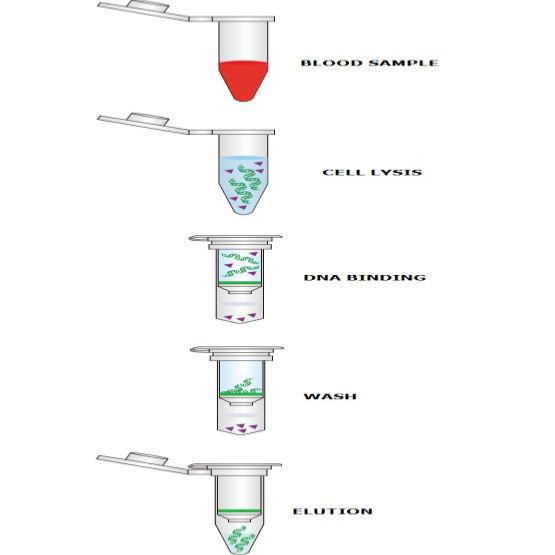 DANAGENE SPIN BLOOD DNA KIT 250 EXTRAC. "BIOTED