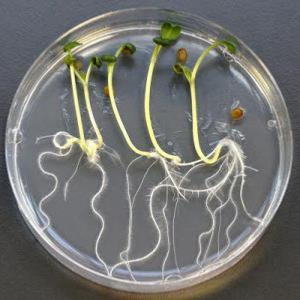 EVALUACION EL IMPACTO DE LA POLUCION EN EL MEDIO AMBIENTE 10 GRUPOS "BIOTED