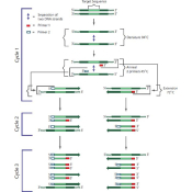 PCR SIMULADA KIT 4 PRACTICAS "BIOTED