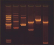 CONSTRUCCION Y CLONAJE DE ADN RECOMBINANTE 5 GRUPOS "BIOTED