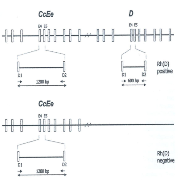 DETERMINACION DEL FACTOR RH POR PCR 25 ALUMNOS "BIOTED