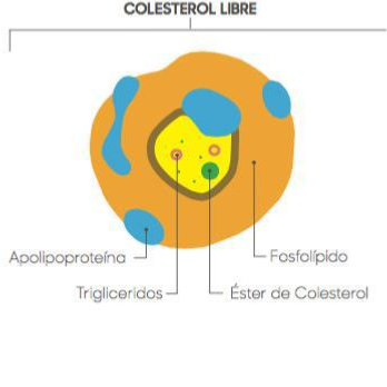 DIAGNOSTICO GENETICO DE LA HIPERCOLESTEROLEMIA POR RFLP 4 PRACTICAS "BIOTED