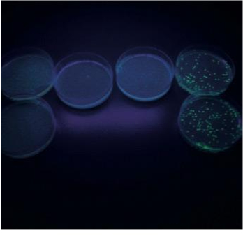 TRANSFORMACION DE E.COLI CON PROTEINAS FLUORESCENTES VERDES10 GRUPOS "BIOTED